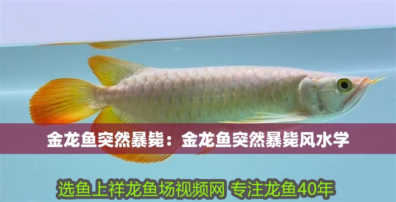 金龍魚突然暴斃：金龍魚突然暴斃風水學