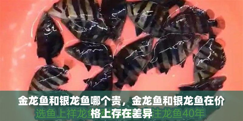 金龍魚和銀龍魚哪個貴，金龍魚和銀龍魚在價格上存在差異 金龍魚和銀龍魚哪個貴，金龍魚和銀龍魚在價格上存在差異 龍魚百科 第2張