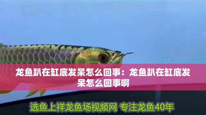 龍魚趴在缸底發呆怎么回事：龍魚趴在缸底發呆怎么回事啊