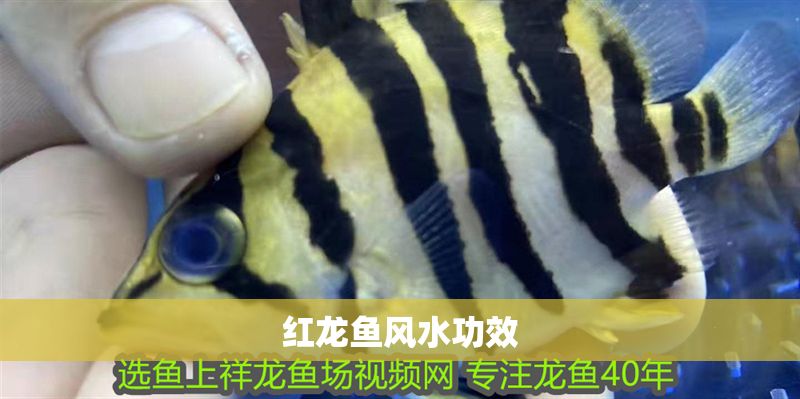 紅龍魚風水功效