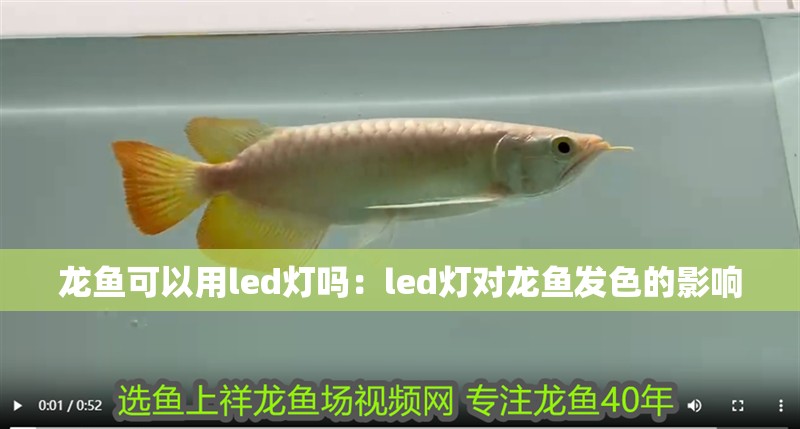 龍魚可以用led燈嗎：led燈對龍魚發色的影響
