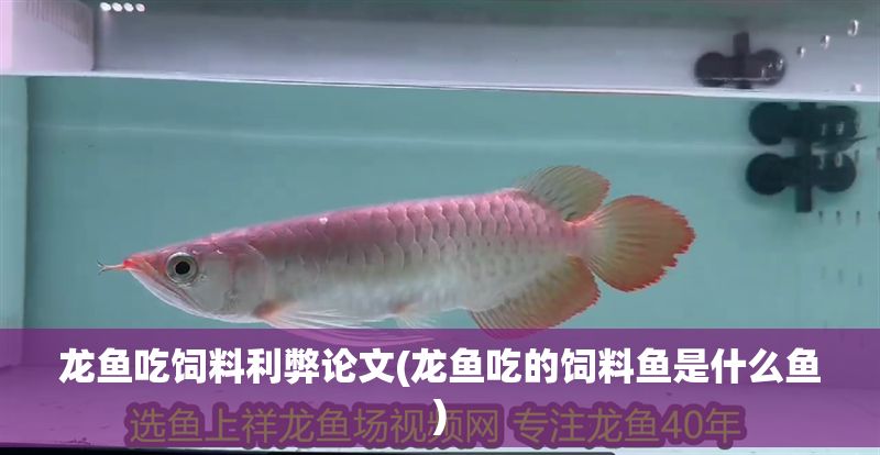 龍魚吃飼料利弊論文(龍魚吃的飼料魚是什么魚)
