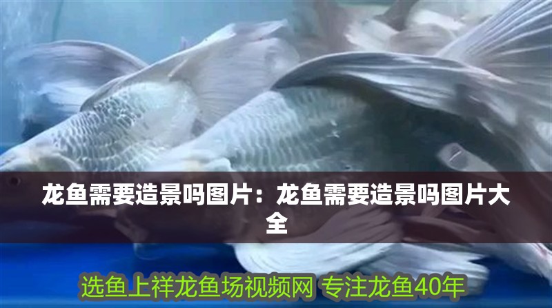 龍魚需要造景嗎圖片：龍魚需要造景嗎圖片大全