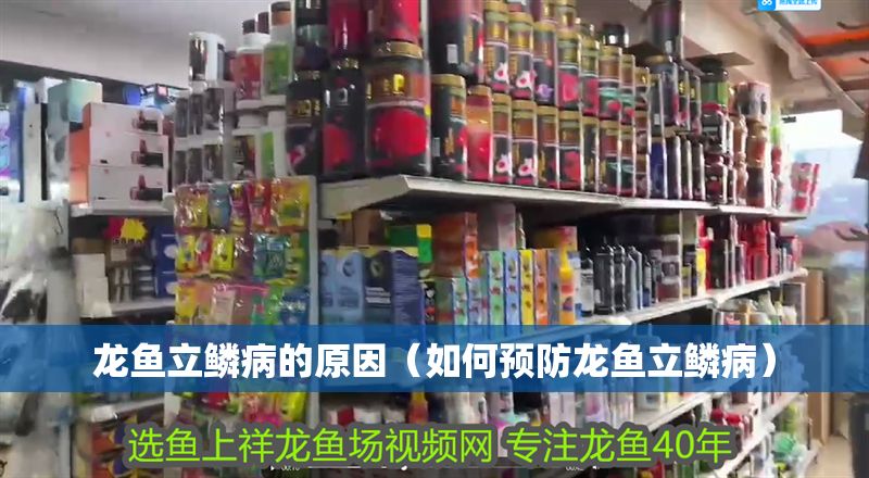 龍魚立鱗病的原因（如何預防龍魚立鱗病）