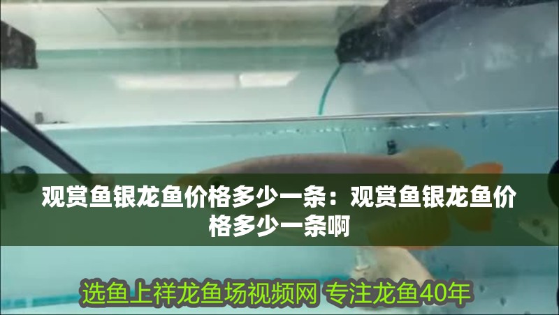 觀賞魚銀龍魚價格多少一條：觀賞魚銀龍魚價格多少一條啊