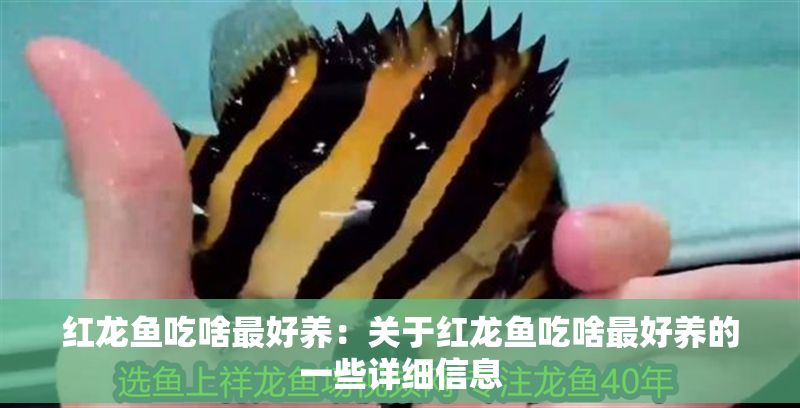 紅龍魚吃啥最好養：關于紅龍魚吃啥最好養的一些詳細信息