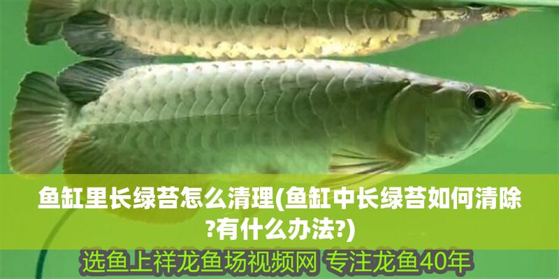 魚缸里長綠苔怎么清理(魚缸中長綠苔如何清除?有什么辦法?)
