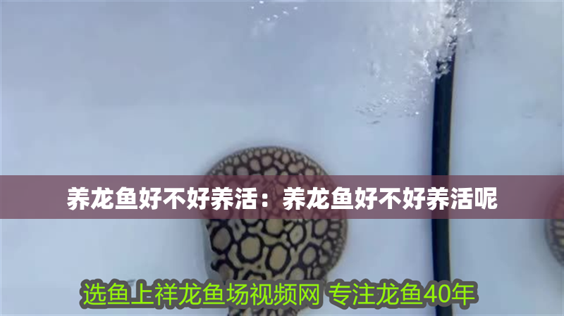 養(yǎng)龍魚好不好養(yǎng)活：養(yǎng)龍魚好不好養(yǎng)活呢
