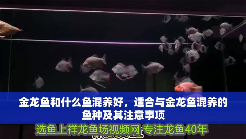金龍魚和什么魚混養好，適合與金龍魚混養的魚種及其注意事項