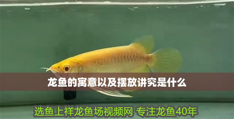 龍魚的寓意以及擺放講究是什么