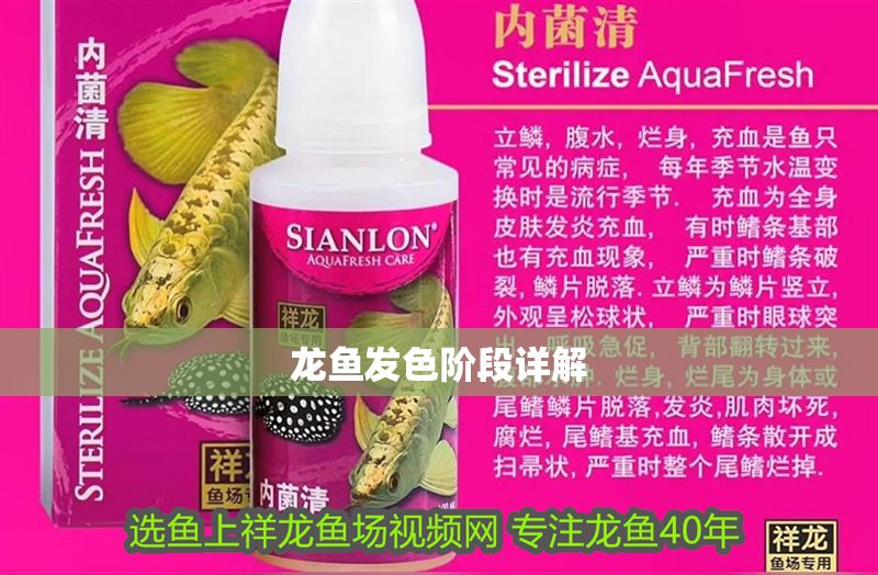 龍魚發(fā)色階段詳解