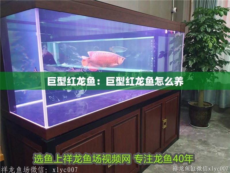 印度尼西亞紅龍魚價格 巨型紅龍魚:巨型紅龍魚怎么養 水族問答 巨型紅龍魚:巨型紅龍魚怎么養 巨型紅龍魚:巨型紅龍魚怎么養 水族問答