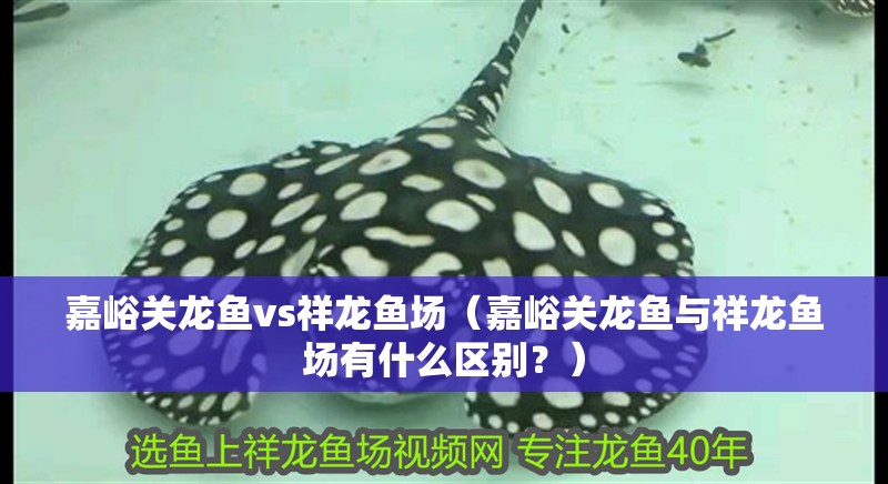 嘉峪關龍魚vs祥龍魚場（嘉峪關龍魚與祥龍魚場有什么區(qū)別？）