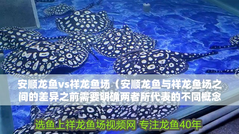 安順龍魚vs祥龍魚場（安順龍魚與祥龍魚場之間的差異之前需要明確兩者所代表的不同概念）