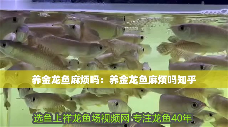 養(yǎng)金龍魚麻煩嗎：養(yǎng)金龍魚麻煩嗎知乎