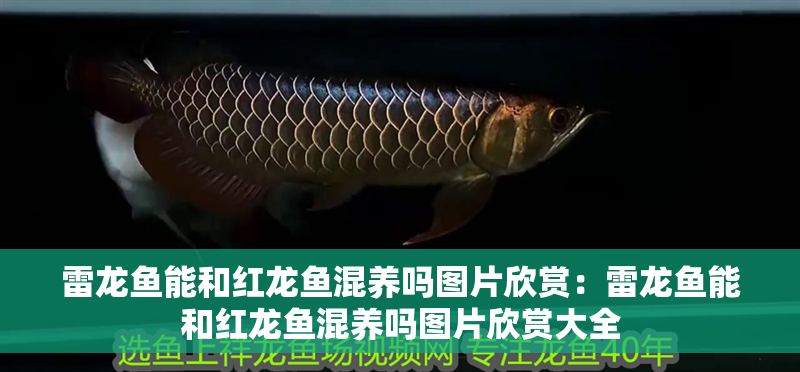 雷龍魚能和紅龍魚混養嗎圖片欣賞：雷龍魚能和紅龍魚混養嗎圖片欣賞大全