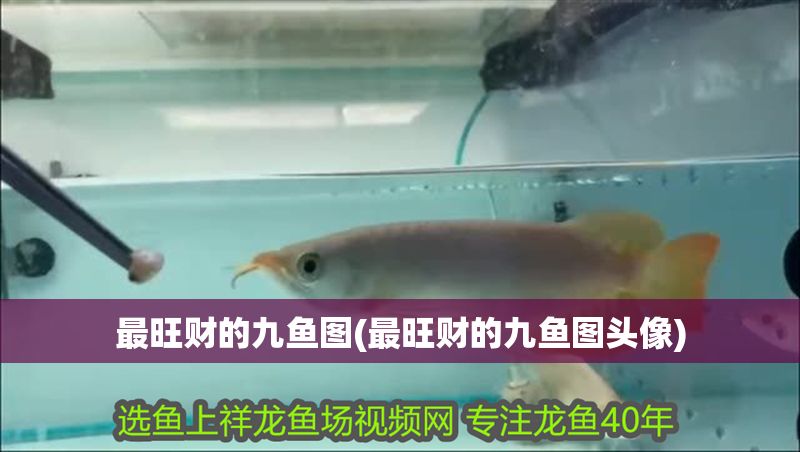 最旺財的九魚圖(最旺財的九魚圖頭像)