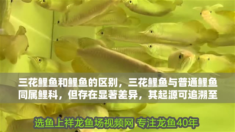 三花鯉魚和鯉魚的區別，三花鯉魚與普通鯉魚同屬鯉科，但存在顯著差異，其起源可追溯至德國