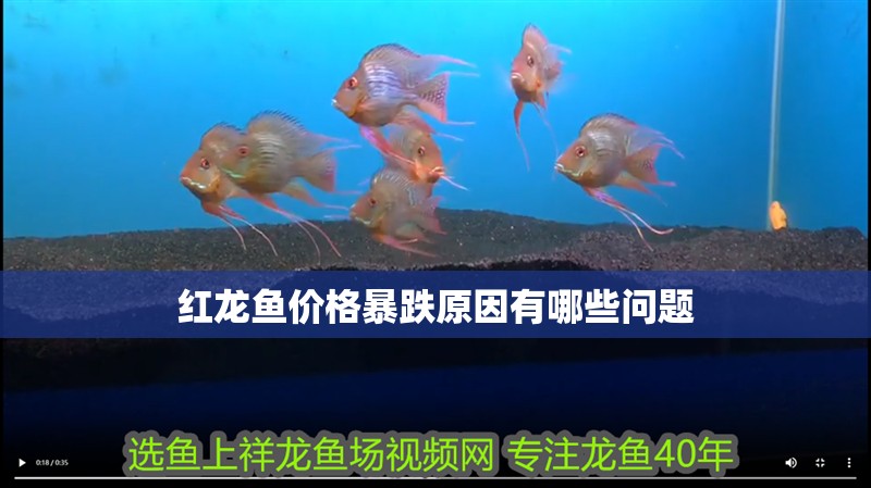 紅龍魚價格暴跌原因有哪些問題