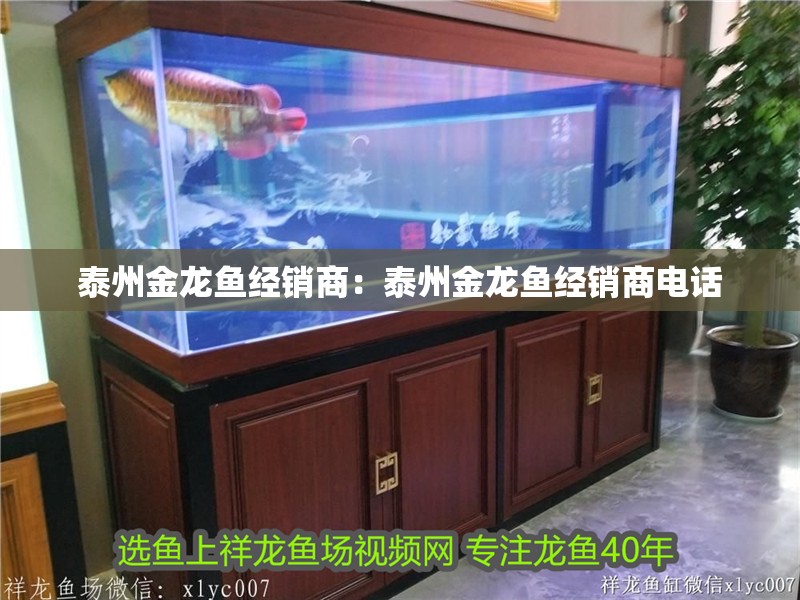 泰州金龍魚經銷商：泰州金龍魚經銷商電話