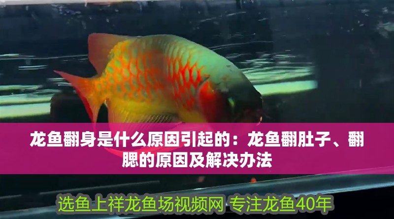 龍魚翻身是什么原因引起的：龍魚翻肚子、翻腮的原因及解決辦法