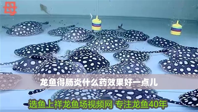龍魚得腸炎什么藥效果好一點兒