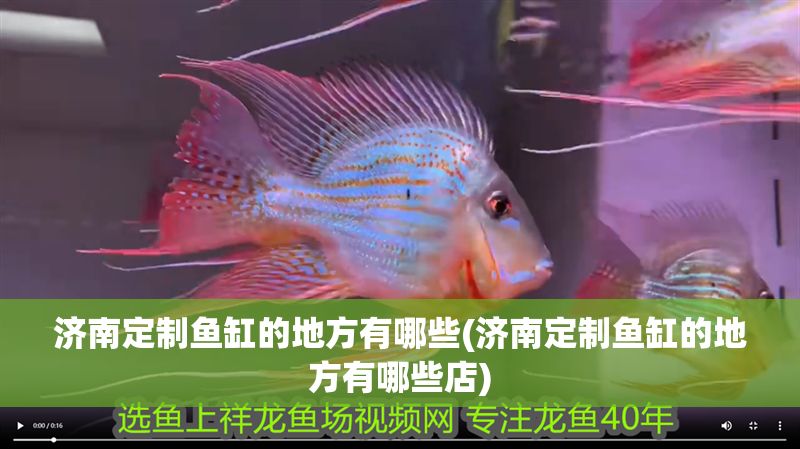 濟南定制魚缸的地方有哪些(濟南定制魚缸的地方有哪些店)