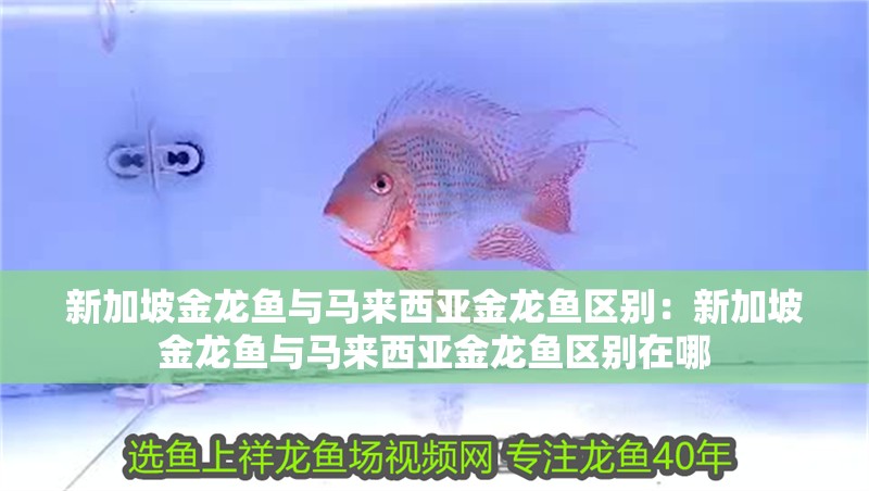 新加坡金龍魚與馬來(lái)西亞金龍魚區(qū)別：新加坡金龍魚與馬來(lái)西亞金龍魚區(qū)別在哪