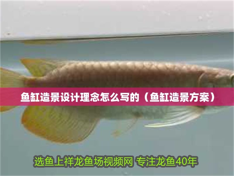 魚缸造景設計理念怎么寫的（魚缸造景方案）
