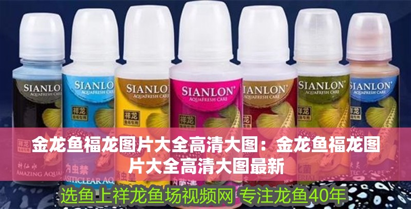 金龍魚福龍圖片大全高清大圖：金龍魚福龍圖片大全高清大圖最新