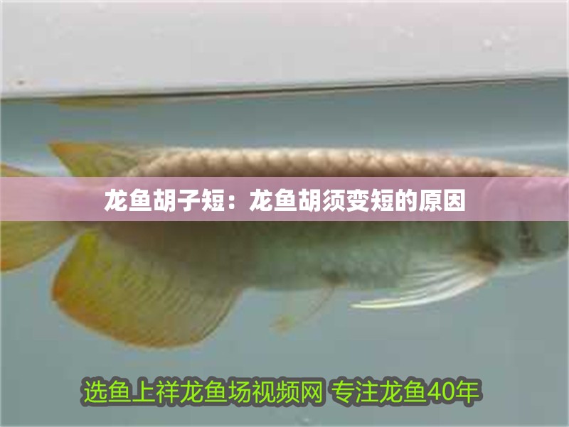 龍魚胡子短：龍魚胡須變短的原因