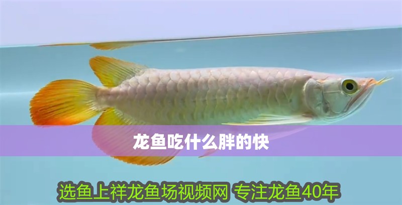 龍魚吃什么胖的快