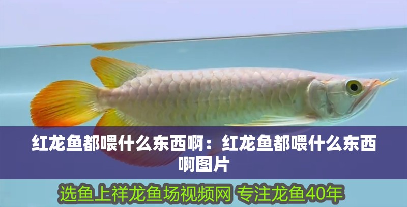 紅龍魚都喂什么東西啊：紅龍魚都喂什么東西啊圖片