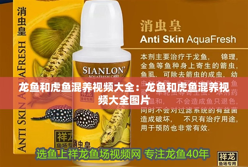 龍魚和虎魚混養視頻大全：龍魚和虎魚混養視頻大全圖片