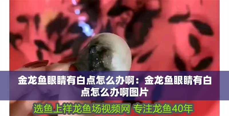 金龍魚眼睛有白點怎么辦啊：金龍魚眼睛有白點怎么辦啊圖片