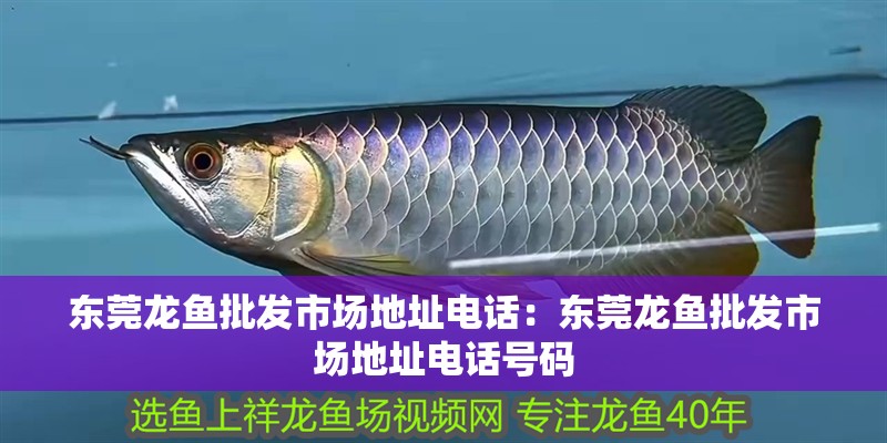 東莞龍魚批發市場地址電話：東莞龍魚批發市場地址電話號碼