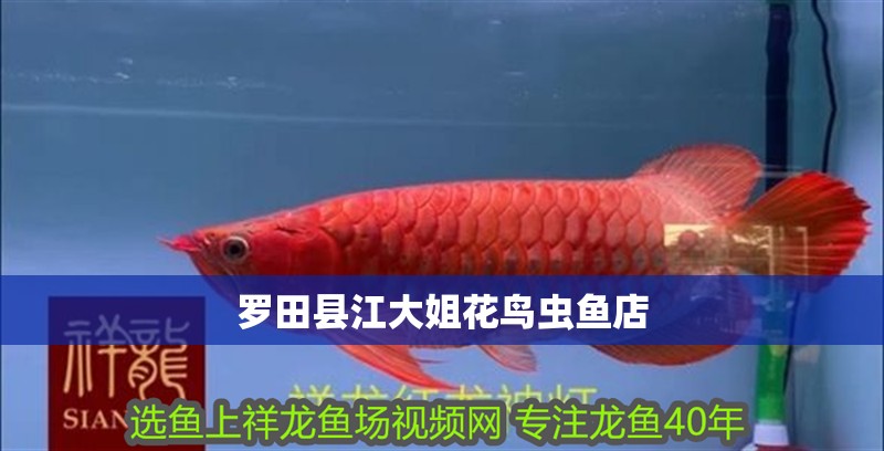 羅田縣江大姐花鳥蟲魚店 全國水族館企業名錄 第2張 羅田縣江大姐花鳥蟲魚店 羅田縣江大姐花鳥蟲魚店 全國水族館企業名錄 第2張