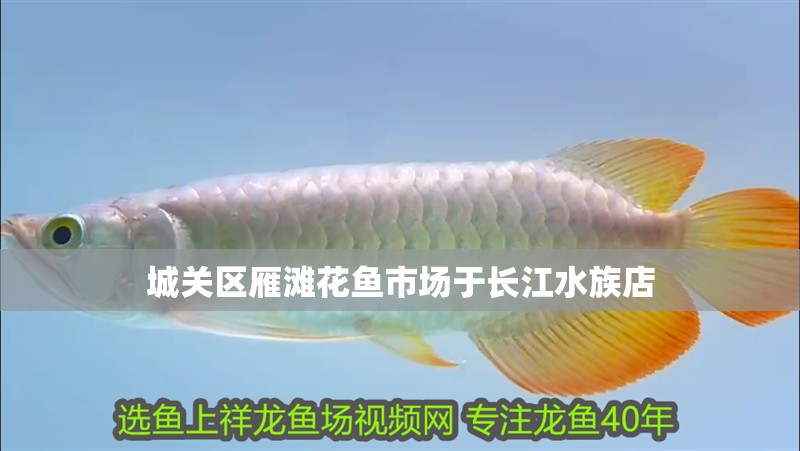 城關(guān)區(qū)雁灘花魚市場(chǎng)于長(zhǎng)江水族店