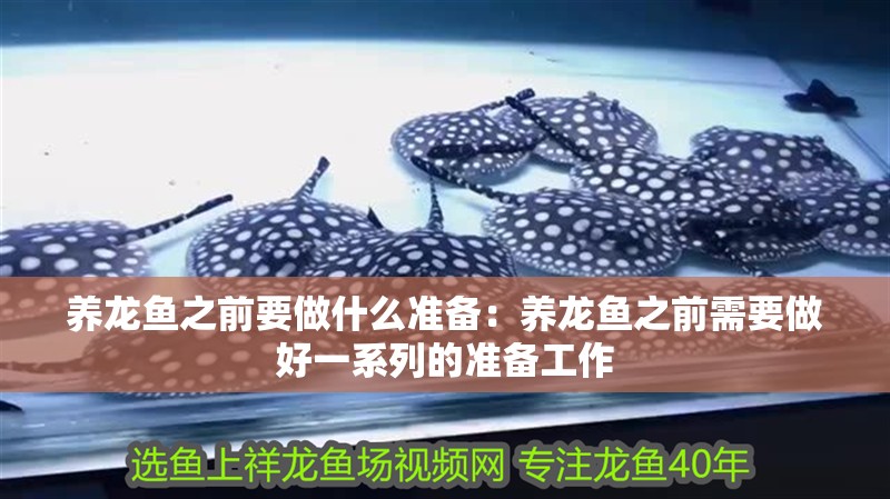 養(yǎng)龍魚之前要做什么準(zhǔn)備：養(yǎng)龍魚之前需要做好一系列的準(zhǔn)備工作