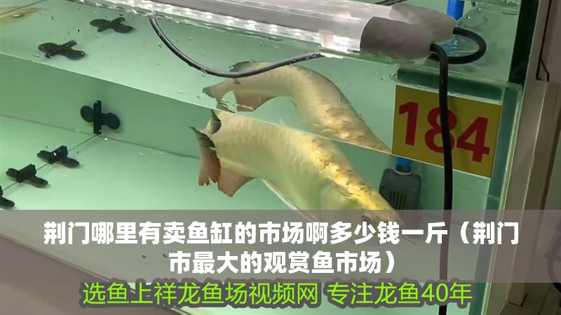 荊門哪里有賣魚缸的市場啊多少錢一斤（荊門市最大的觀賞魚市場）