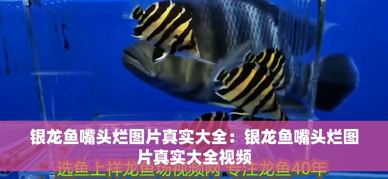 銀龍魚嘴頭爛圖片真實大全：銀龍魚嘴頭爛圖片真實大全視頻