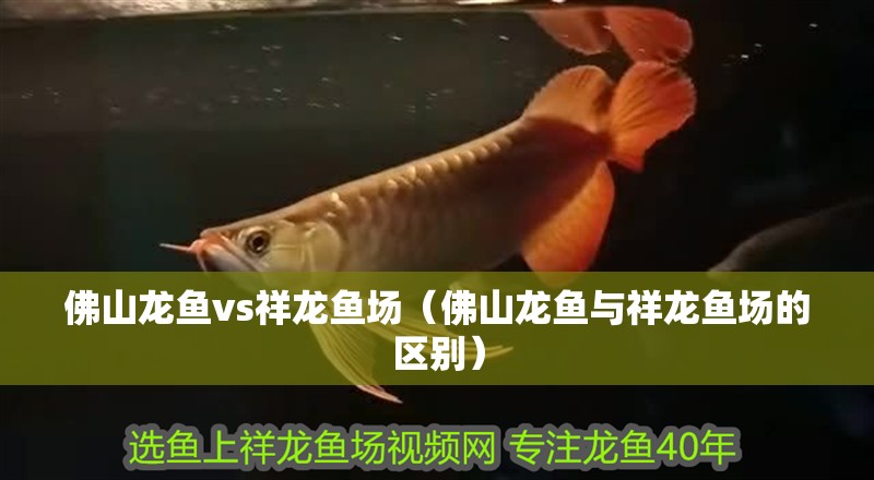 佛山龍魚(yú)vs祥龍魚(yú)場(chǎng)（佛山龍魚(yú)與祥龍魚(yú)場(chǎng)的區(qū)別）