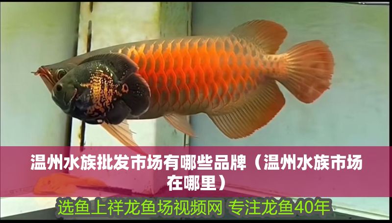 溫州水族批發(fā)市場有哪些品牌（溫州水族市場在哪里）