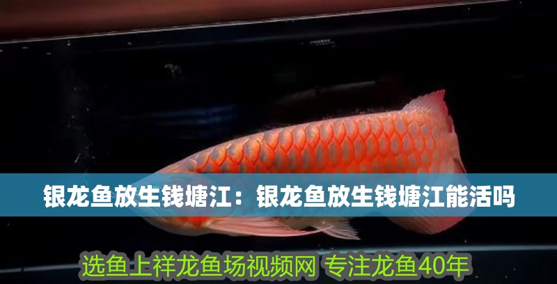 銀龍魚放生錢塘江：銀龍魚放生錢塘江能活嗎