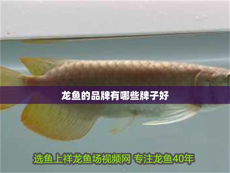龍魚的品牌有哪些牌子好 龍魚的品牌有哪些牌子好 龍魚百科 第2張
