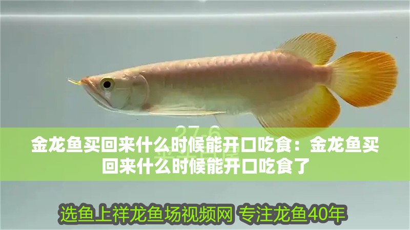 金龍魚買回來什么時候能開口吃食：金龍魚買回來什么時候能開口吃食了