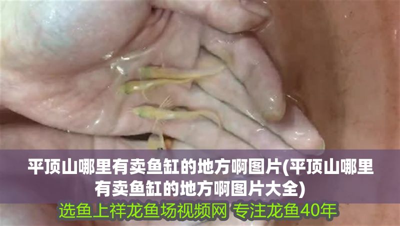 平頂山哪里有賣魚缸的地方啊圖片(平頂山哪里有賣魚缸的地方啊圖片大全)