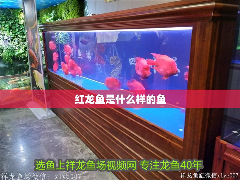 紅龍魚(yú)是什么樣的魚(yú)