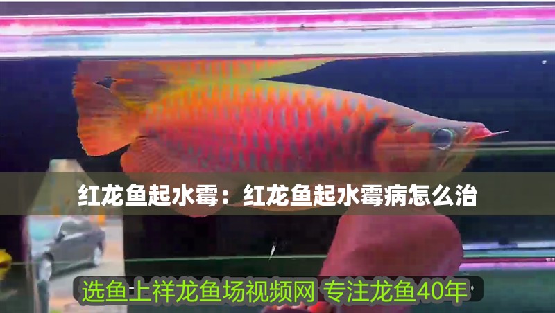 紅龍魚起水霉：紅龍魚起水霉病怎么治