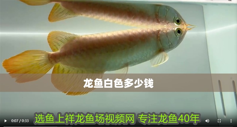 龍魚白色多少錢